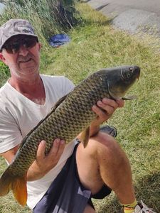 Common Carp