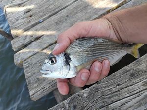 Gilthead Seabream