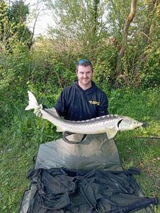 Starry Sturgeon