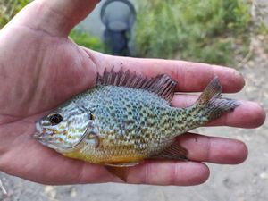 Green Sunfish