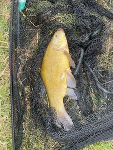 Tench