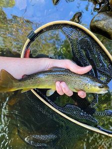 Brown Trout