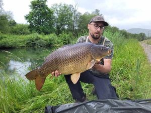 Common Carp