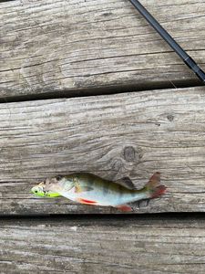 European Perch