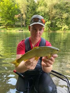 Brown Trout