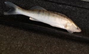 Zander