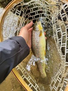 Brown Trout