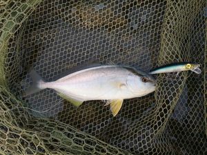 Greater Amberjack