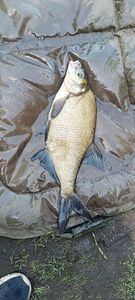 Common Bream