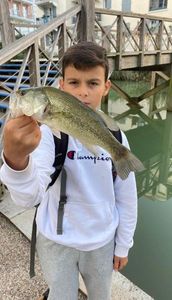 Largemouth Bass