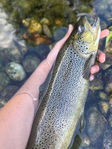 Brown Trout
