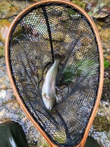 Rainbow Trout