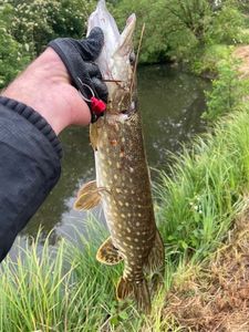 Northern Pike