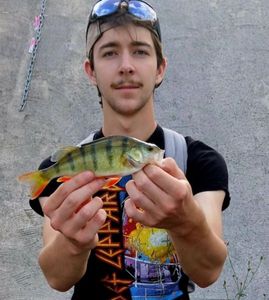 European Perch