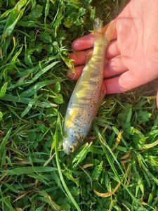 Brown Trout