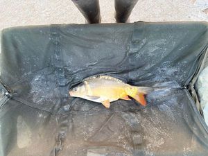 Mirror Carp