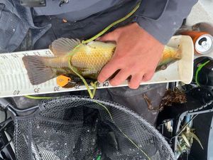 Ballan Wrasse