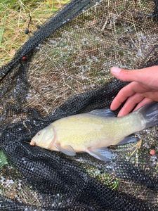 Tench