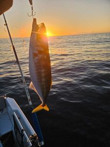 Mediterranean Horse Mackerel