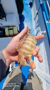 Red Scorpionfish