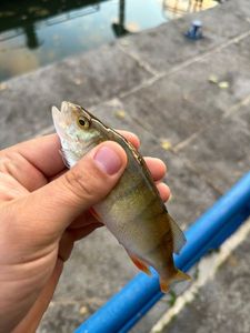 European Perch