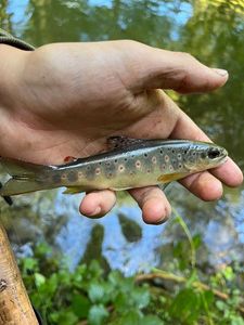 Brown Trout