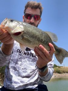 Largemouth Bass