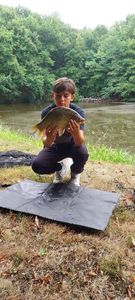 Prussian Carp