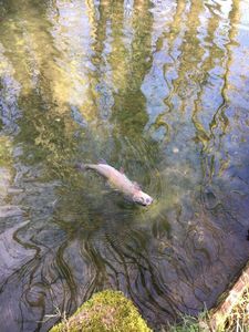 Rainbow Trout