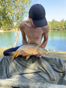 Mirror Carp