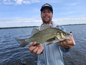 White Perch