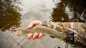 Rainbow Trout