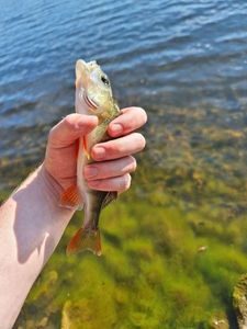 European Perch