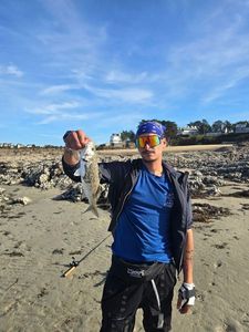 European Bass (Seabass)
