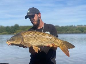 Common Carp