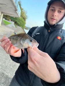 European Perch