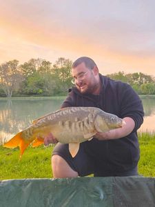 Mirror Carp