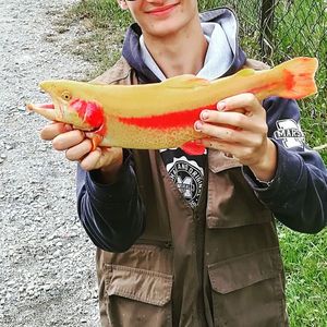 Rainbow Trout