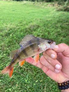European Perch