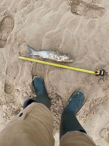 Thicklip Grey Mullet