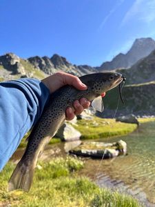 Brown Trout