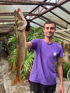 Northern Pike