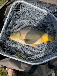 Leather Carp