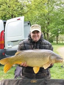 Common Carp