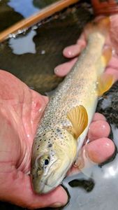 Brown Trout