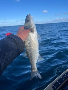 European Bass (Seabass)