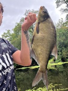 Common Bream