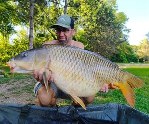 Common Carp