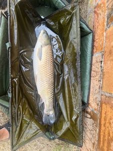 Grass Carp
