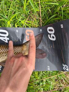 Barbel